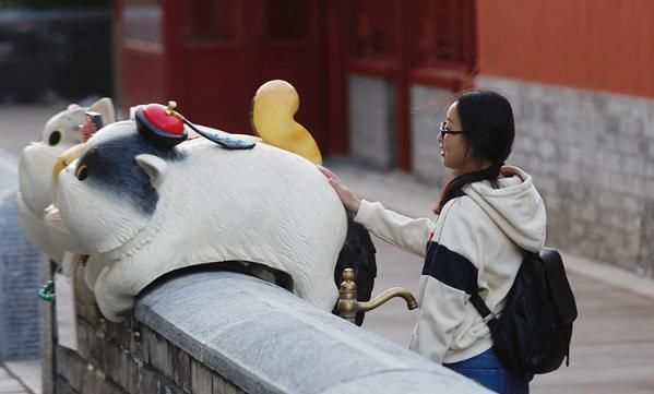 北京故宫惊现大型御猫，甚是抢眼，不少游客纷纷和御猫进行合照！