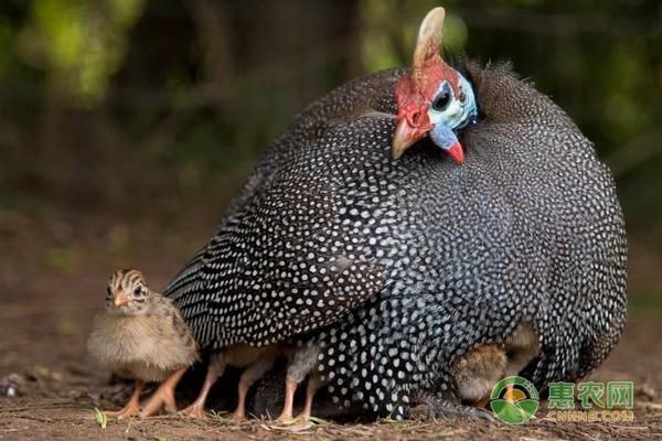  「克星」这种宴席上的高档肉禽，养殖前景可观，可治蝗，被称为