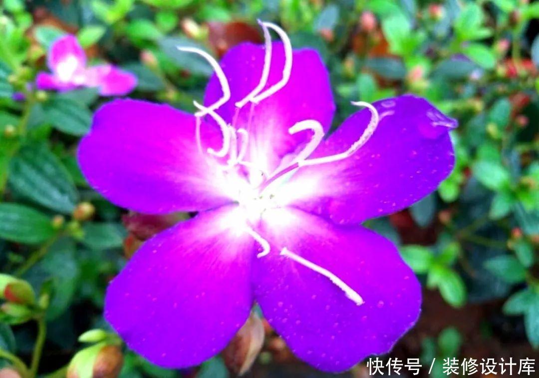 #稀罕#5种花真稀罕,叶子越晒越红彤彤,一盆能开20朵!