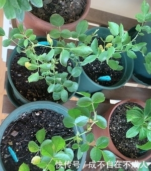 植物|这个夏天,植物这样养,绽放美丽光彩