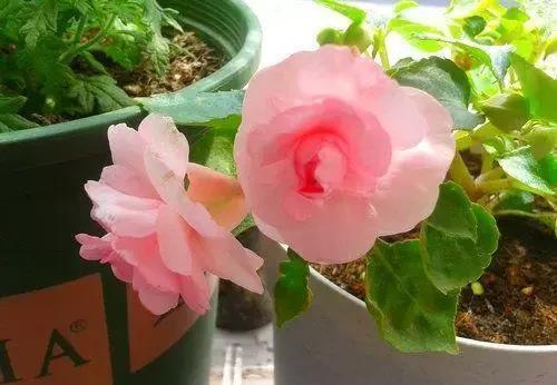 养花|阳台养花千万不能错过的5种花!