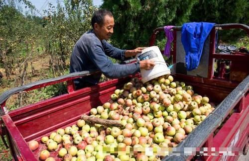  「3毛」3毛一斤贱卖榨汁厂，曾经一果难求，现在一车难卖，果农