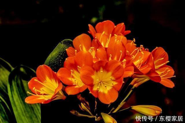 【能力】3种花适合新手养护,开花能力强爆盆简单,一年四季开花不断