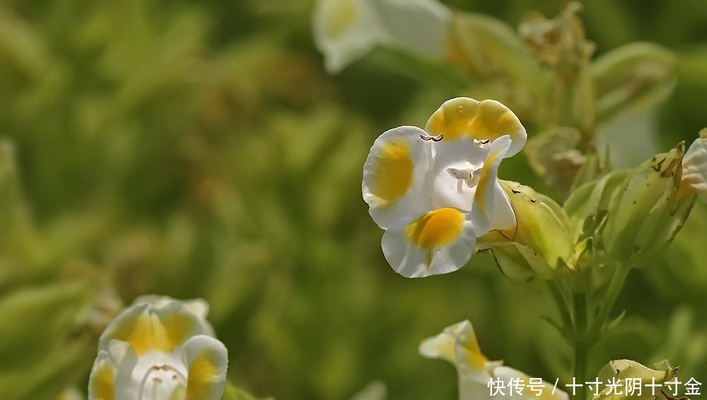  「养花」最受欢迎的几种花，开花一片片，越晒长的越旺，娇艳美丽！