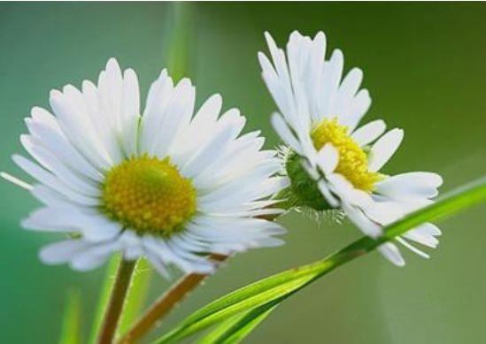 藤本植物,有它就够了,一树多色花,一年三季开花,给你一片花海