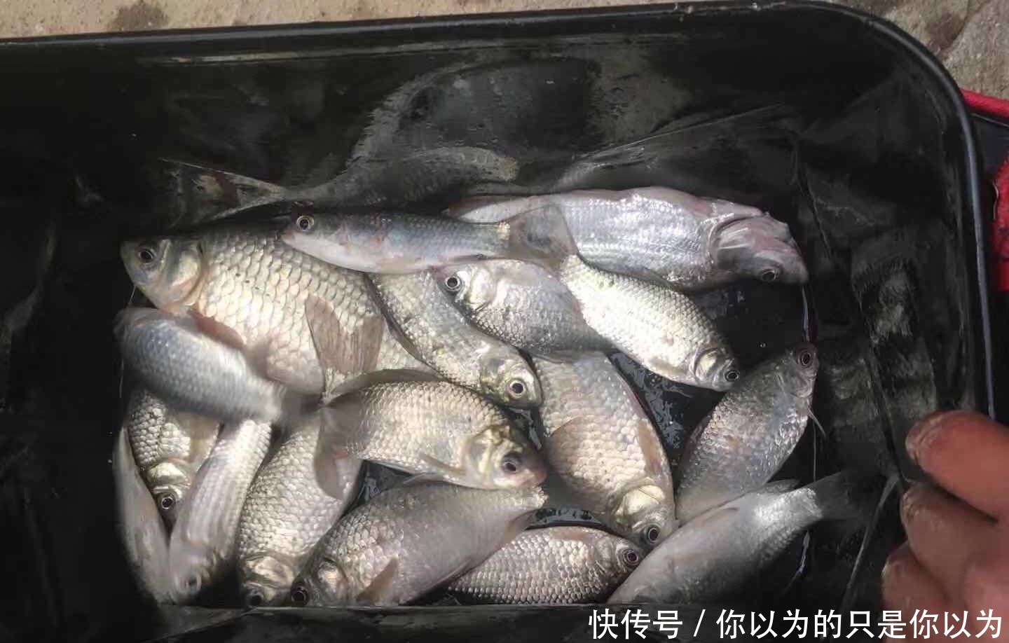  『钓鱼』用蚯蚓钓鱼的这些注意事项，您知道多少呢