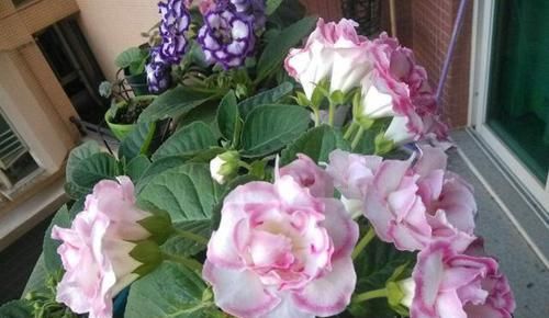  『季花』盆栽花卉，我只养“这3种”，放在小阳台，一年365天轮着开，特美