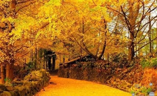 这些地方的银杏太美啦！盘点国内五大银杏观赏地，你想去看吗？