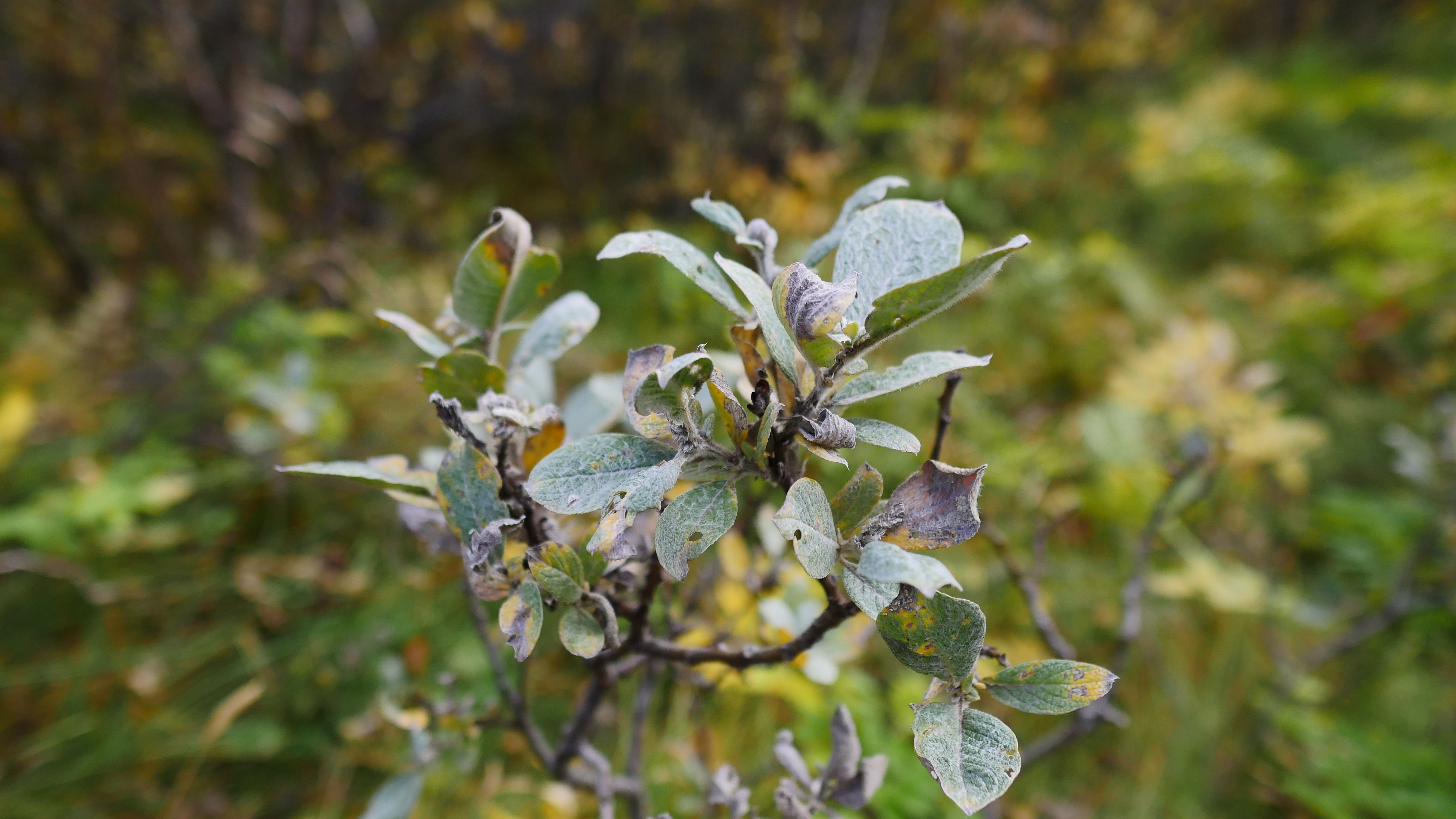 一起去世界的尽头流浪 冰岛历险记（中）