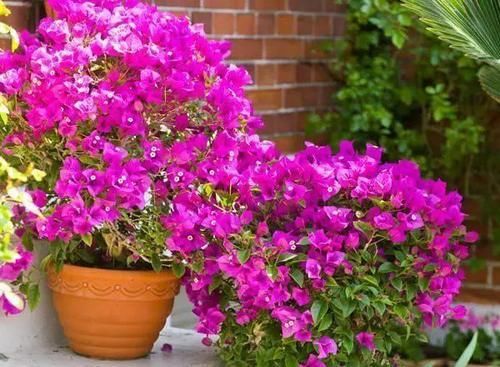  盆栽|养花就养这“3种”,常年开花不断,好看又好养,确为盆栽佳品