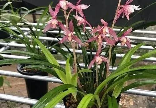 泡水|兰花不爱发新苗?用它泡水浇,新苗至少多“1倍”,根壮花满盆