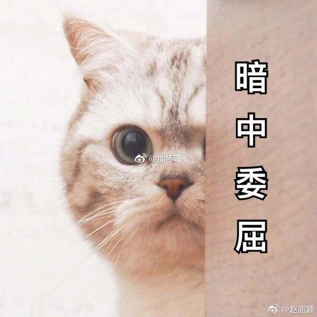 一夜爆腹 赵丽颖：谣言不饶人，我亦不妥协