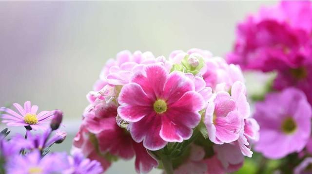  家里■3种花适合养在阳台，常年开花不断，家里养一盆，养出美丽小花园