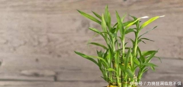 「水培」水培的富贵竹,为什么会突然出现根基腐烂?
