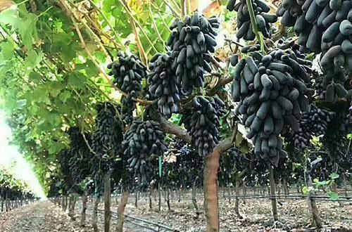  葡萄@现挖发货！抗旱冻不死，结180天的果，碰土就活，3棵让你家
