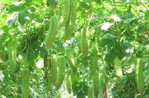  减肥：阳台种苦瓜，开花爬藤快，节节都有瓜，凉拌去火，减肥快