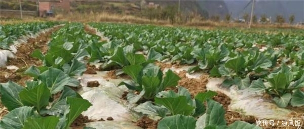 「限公司生产车间」春回大地,贵州巾帼防疫生产两不误,田间车间劳作忙