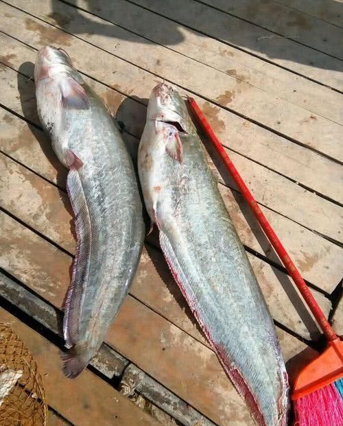  「泡沫箱」万峰湖真的是钓鱼人的天堂吗？