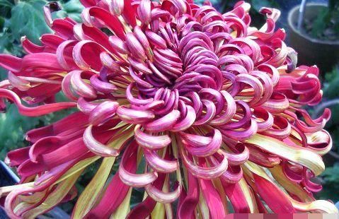  『妩媚』喜欢菊花，首选“珍稀名菊”晚镜红妆，花似美人，妖娆妩媚！