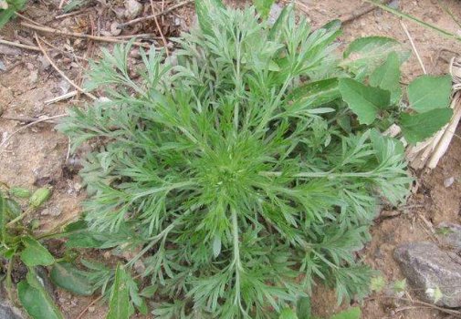  『室内』这些植物堪称天然的熏香，最为蚊虫不喜，养在室内，告别蚊虫骚扰