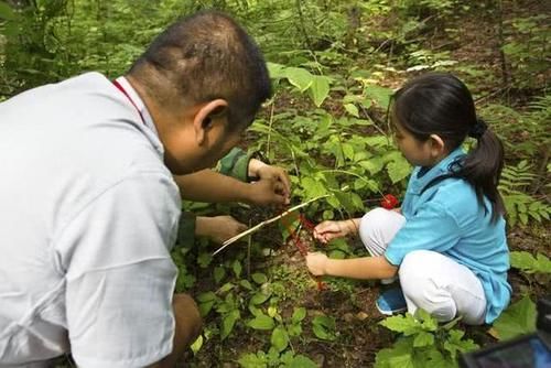  【人参娃娃】听老人们说“千年人参”会跑？为什么会跑？它们真