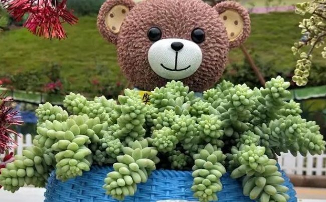 「好看」自带“财气”的四种玉质多肉,好看又好养,是养多肉的上佳之选