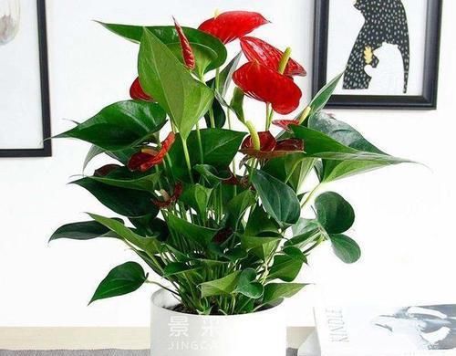  『植物』这“3种”植物，耐阴性强，还能除异味，卫生间养1盆，空气更清新