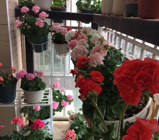 #图片作者#有一颗爱花的心,就算只有个封闭小阳台,也能养出一片花海!
