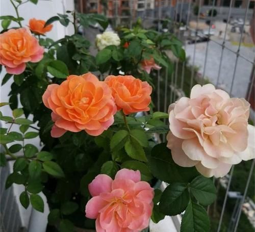  家里■此“天然”有机肥，能防土板结、促花全面生长，淘米水不如“它”