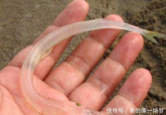 #小伙#小伙在江边野钓,竟钓到“透明”的鱼!拿回家煎蛋才发现