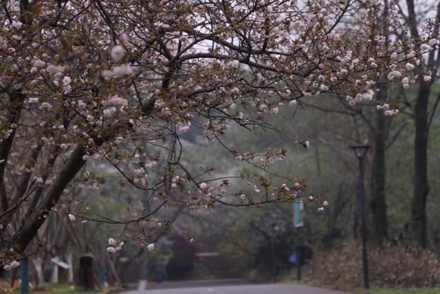  「湖南省」湖南省植物园24日恢复开园，晚樱、杜鹃花、郁金香依然笑春风