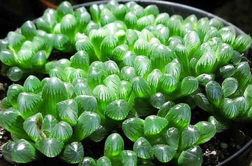 『盆服』多肉老手告诉你:网购的多肉植物玉露如何快速顺利上盆服盆