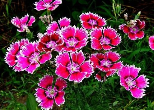 #姊妹花#小阳台就选“姊妹花”,花开易爆盆,瞬间变花海,300天不断花