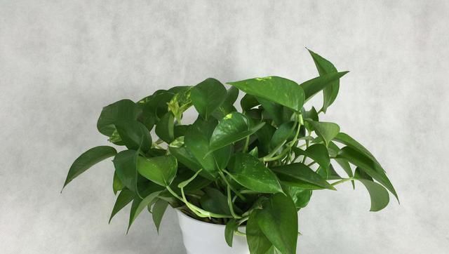  『用药』病虫害时节，五种常见花卉用药，喜欢养花的快来看！
