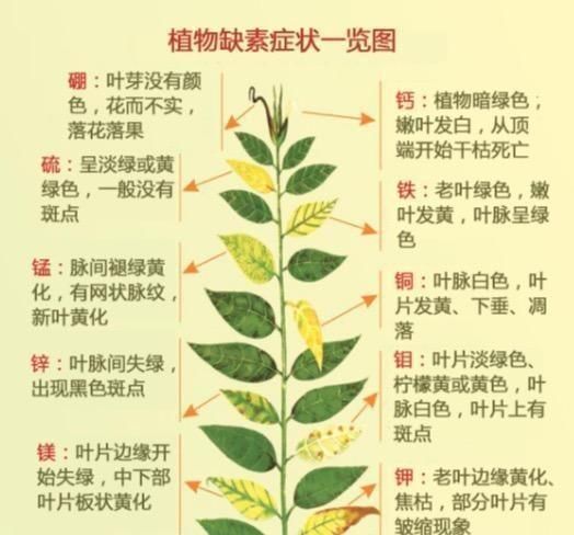  [营养]盆栽叶片发黄，不一定是缺氮磷钾，还可能是这3种营养