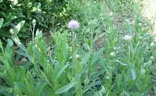  小手绢■农村常见三种野草能治病，最后一种还是野味