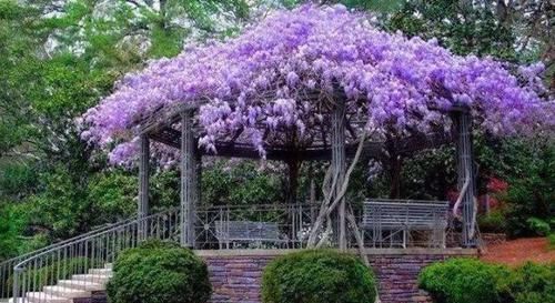  『把它栽种』想要花园成为唯美花境，这3种“花卉”少不了，你们有种过吗？