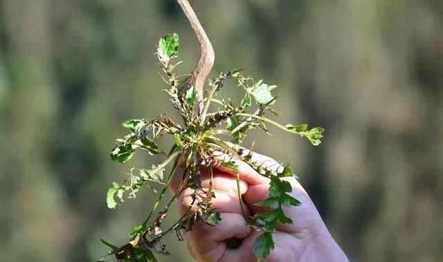 农村的“四大怪”，真是越来越严重，你明白吗？