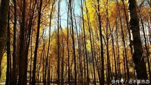 秋季最美的川西:给最爱美的你