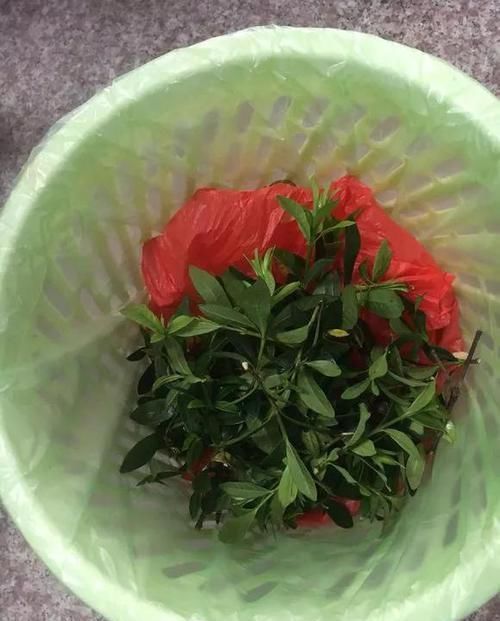  『栀子花』月季栀子花，花还没开就掉落，3个原因一看就懂！