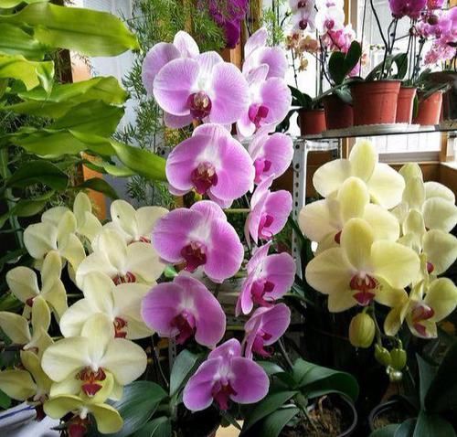  『调整』家养蝴蝶兰，“十二分细心”调整，花苞一起爆，齐刷刷，花满枝
