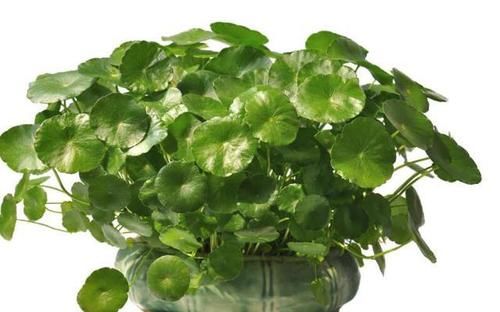  「种植」在家种植这些盆栽造型不仅好看，还能净化空气，寓意也好！