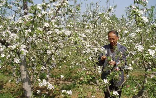  『花期』果树花期八疏八留要牢记,长成好果不用愁!