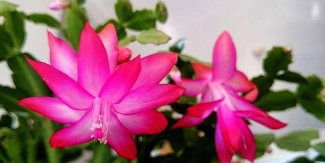  适合■适合夏天养的3种花，爆盆简单好养活，开花漂亮抓人眼球，美极了