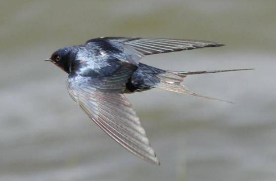 中国人不吃燕子，为何近年来燕子却越来越少，城市里基本见不到