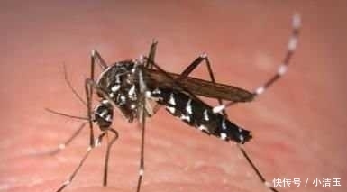 “花蚊子在我国出现时间并不长，但人们白天已无法乘凉，它从哪来