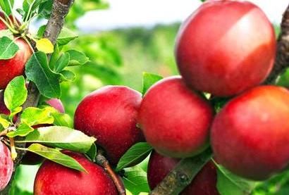  高产：富含矿物质和维生素的苹果，要高产，管理是关键，果农需掌握几点