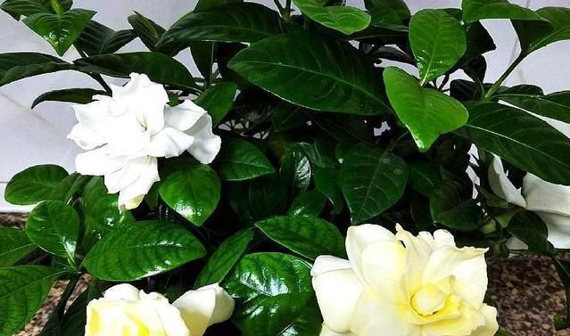  『影响』栀子花叶子薄、小、软，赶紧这么做，否则会影响开花！