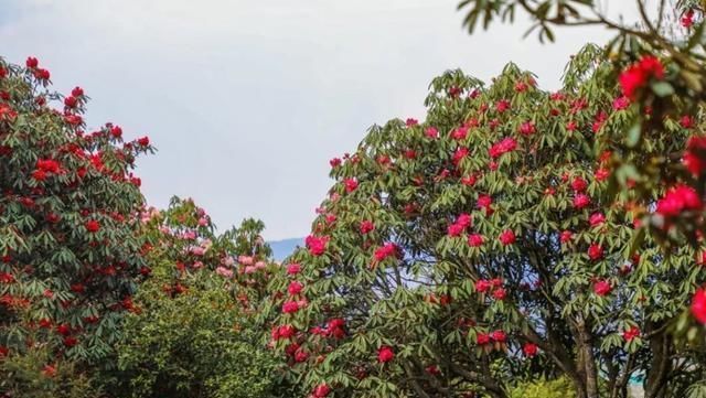 三月和四月，正是赏花季节：推荐贵州6个绝佳的杜鹃花观赏地