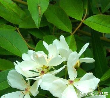 农村这些叫不出名的野草，殊不知，这么珍贵